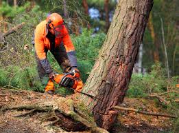 Best Arborist Consultation Services  in University Of Pittsburgh Johnstown, PA