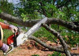 Best Commercial Tree Services  in University Of Pittsburgh Johnstown, PA