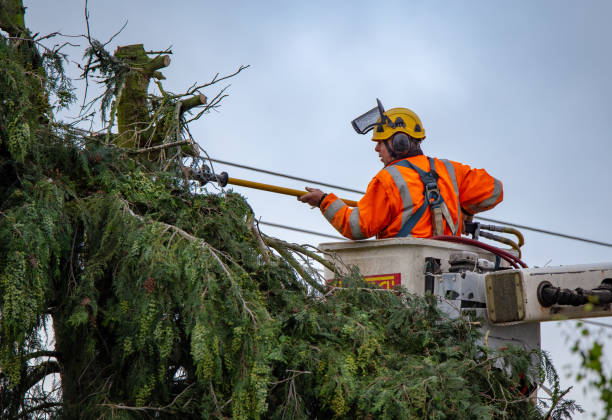 Best Tree Preservation Services  in University Of Pittsburgh Johnstown, PA