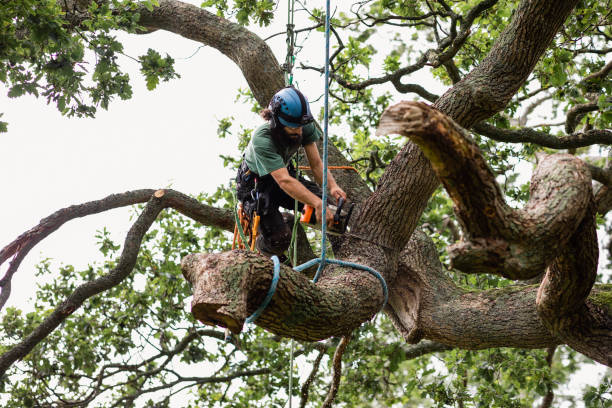 University Of Pittsburgh Johnstown, PA Tree Services Company